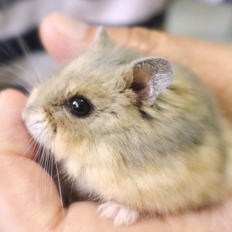 ミー太ちゃん