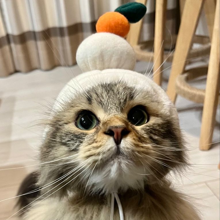 ヒンちゃん