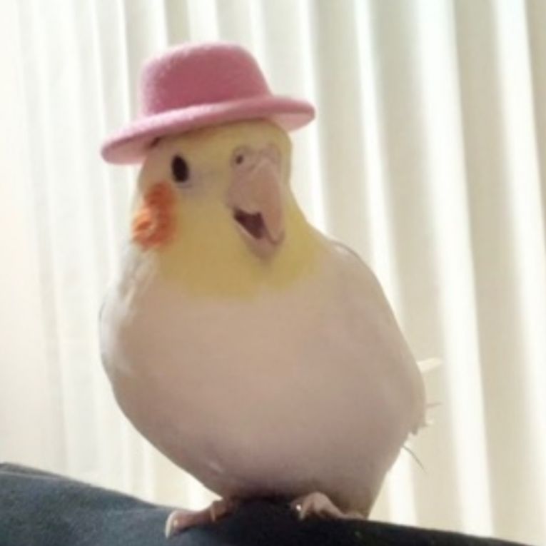 マヨちゃん