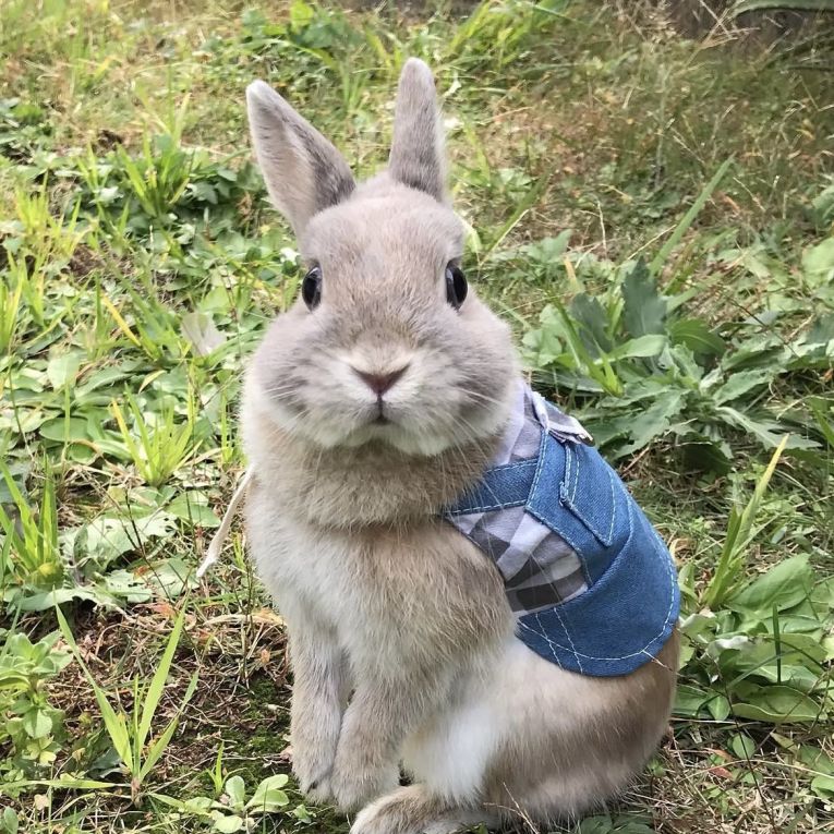 ニコちゃん