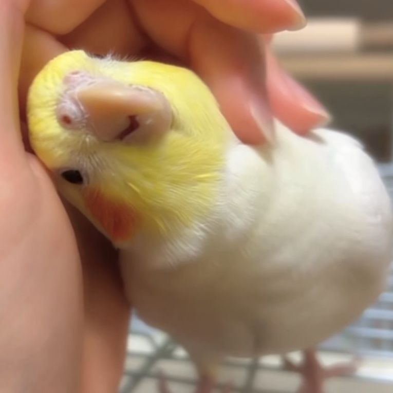 マヨちゃん