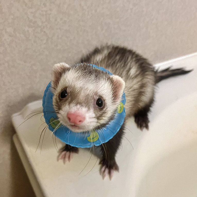 レオちゃん