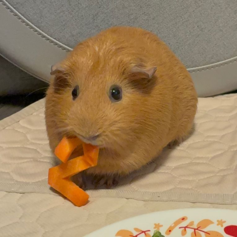 こむぎちゃん