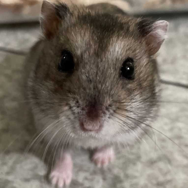 ハム太ちゃん