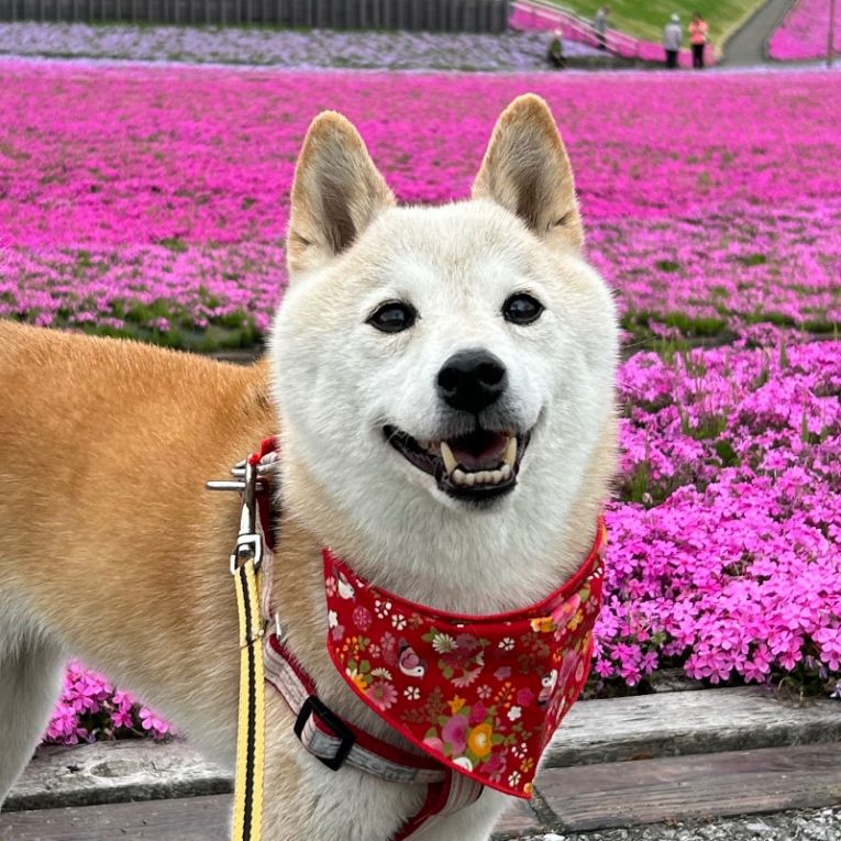 らんちゃん