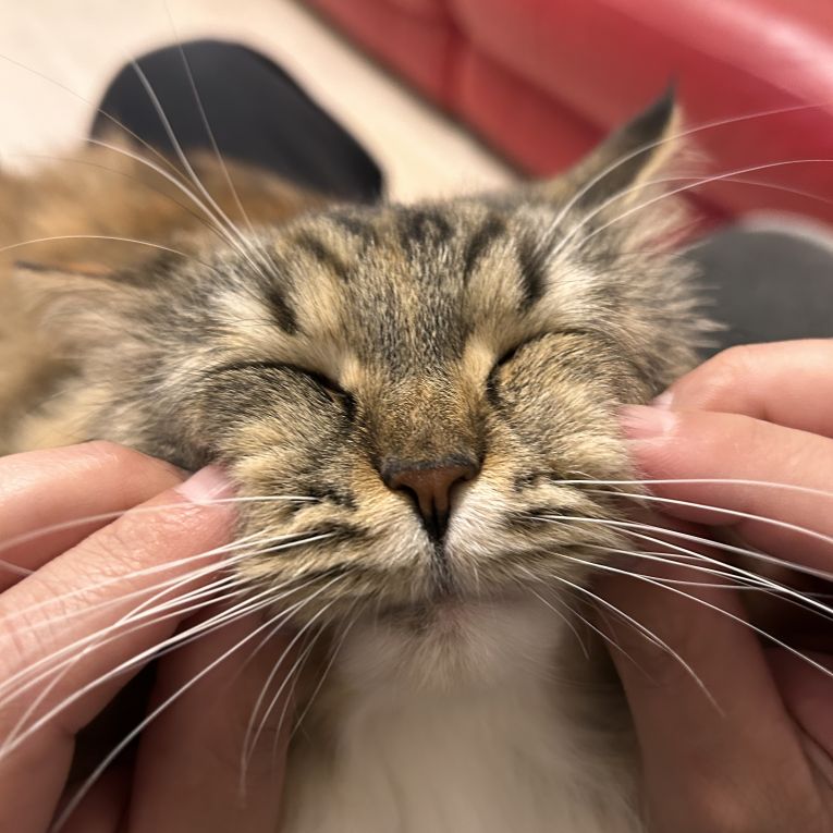 Lucaちゃん