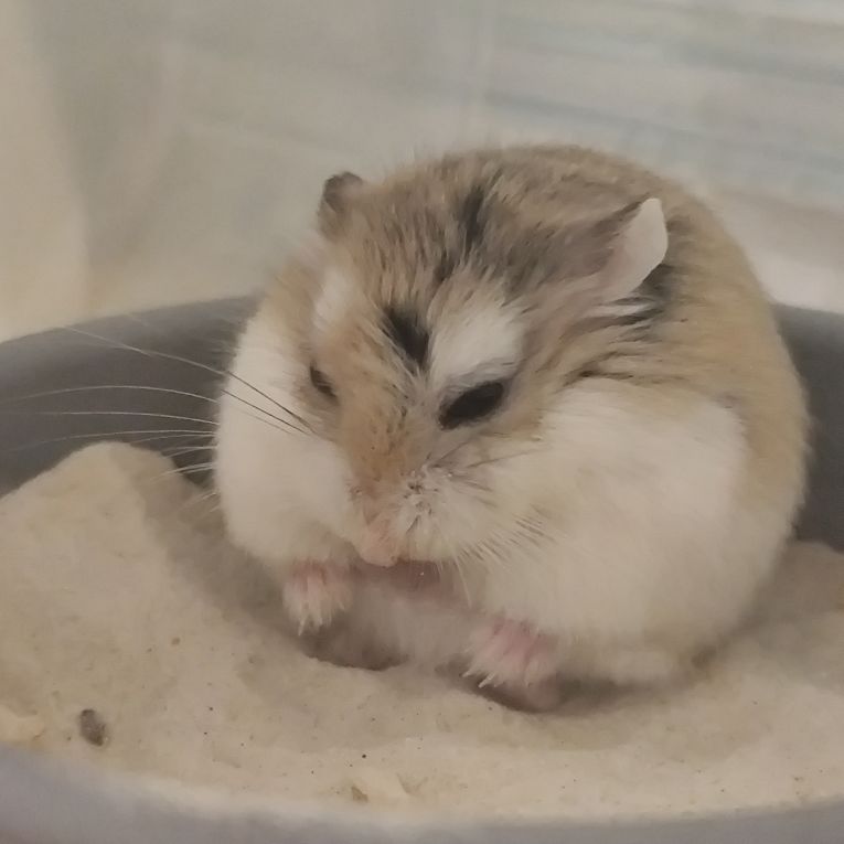 ぐりちゃん