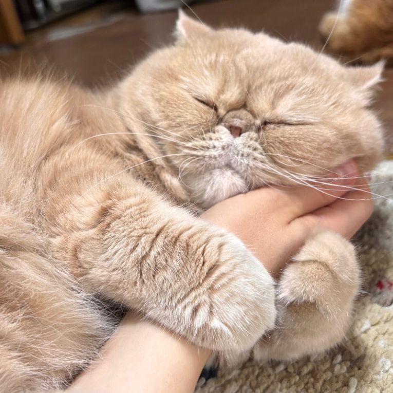 おもちちゃん