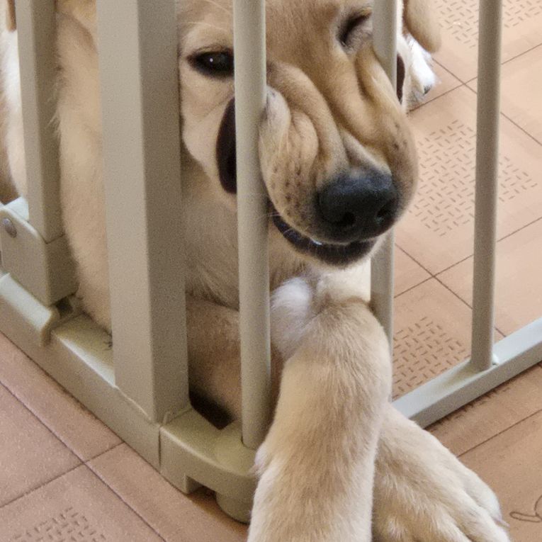 凡ちゃんちゃん