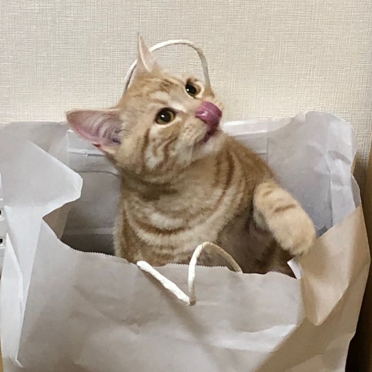 トラさんちゃん