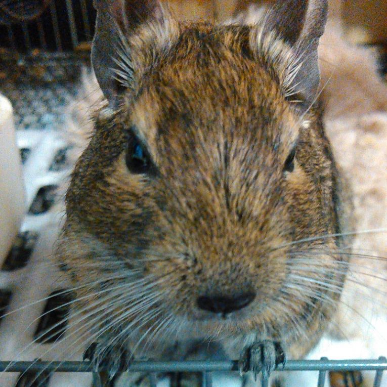 オレンジちゃんちゃん