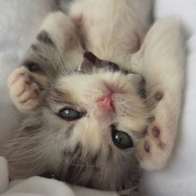 よちまるちゃん