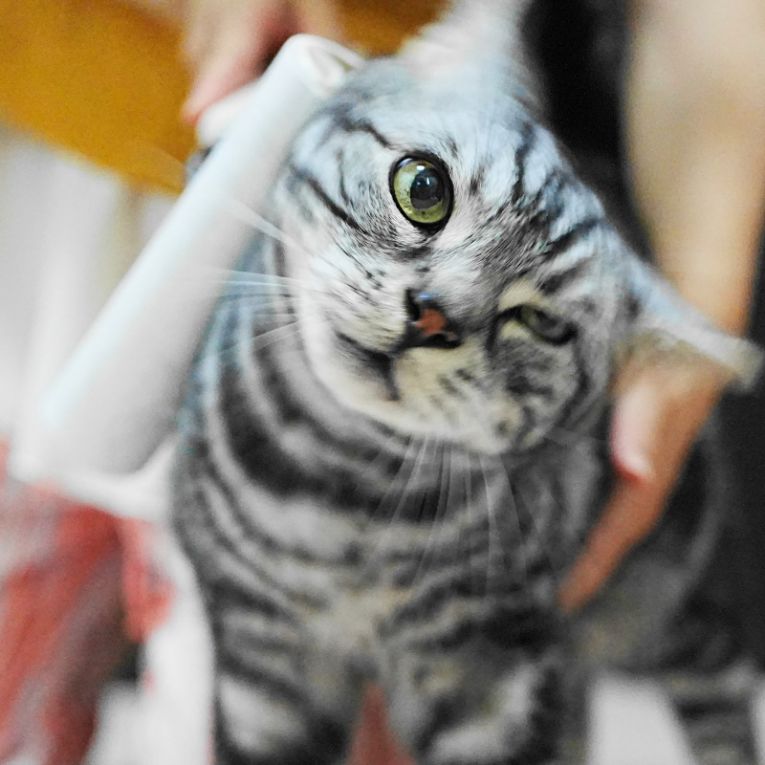 こてつちゃん