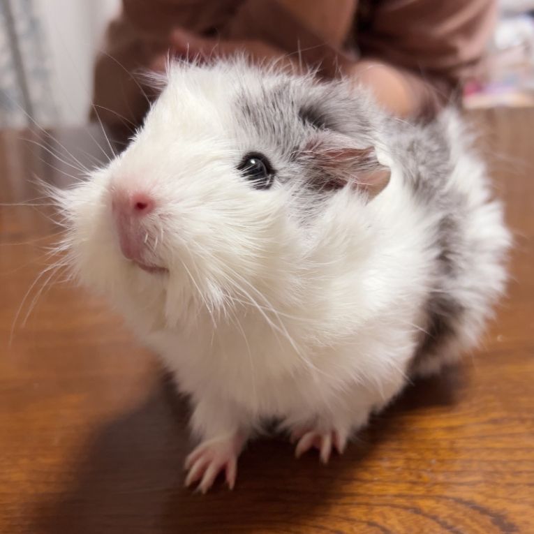 ちゃるちゃん