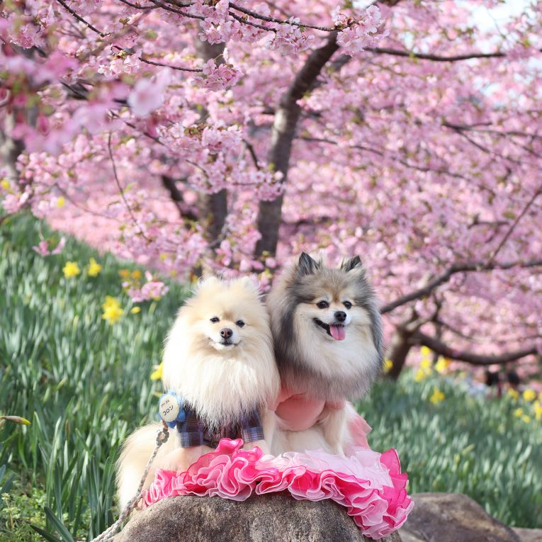 コロン＆シフォンちゃん