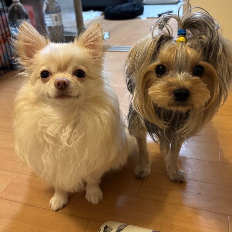 メロとむさしちゃん