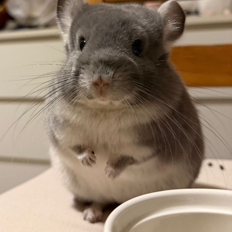 ロコちゃん