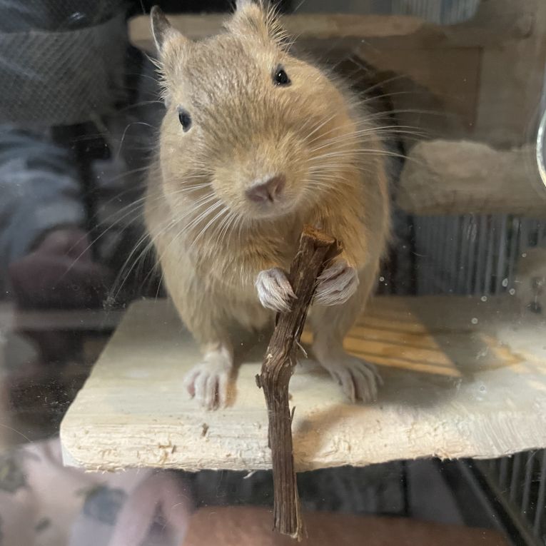 きなこちゃん