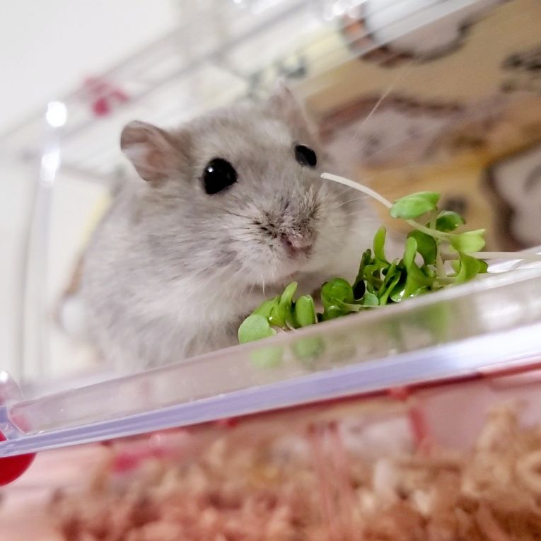 はむすけちゃん