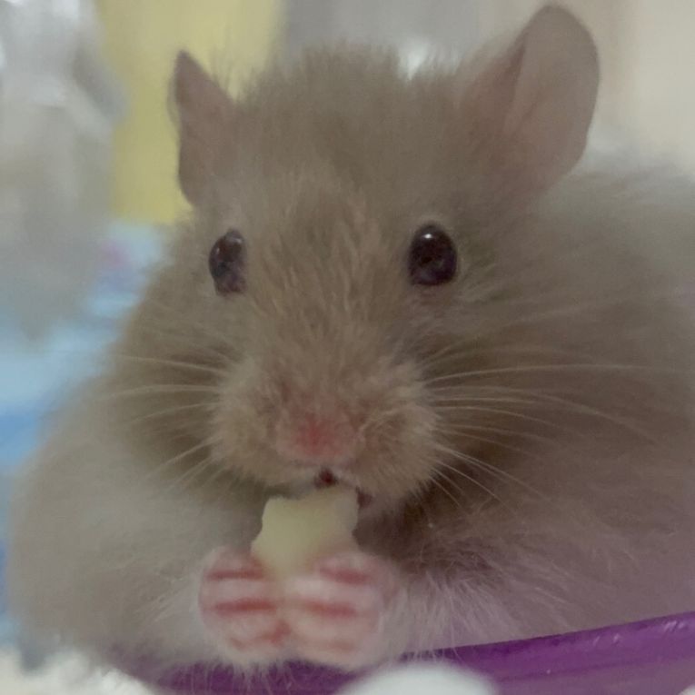 チルくんちゃん