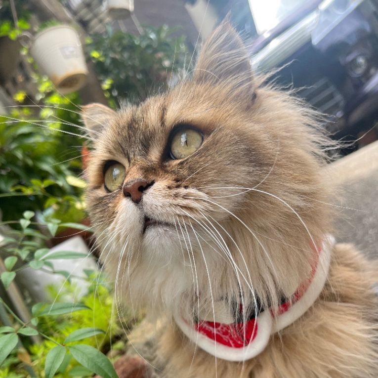 琥珀ちゃん