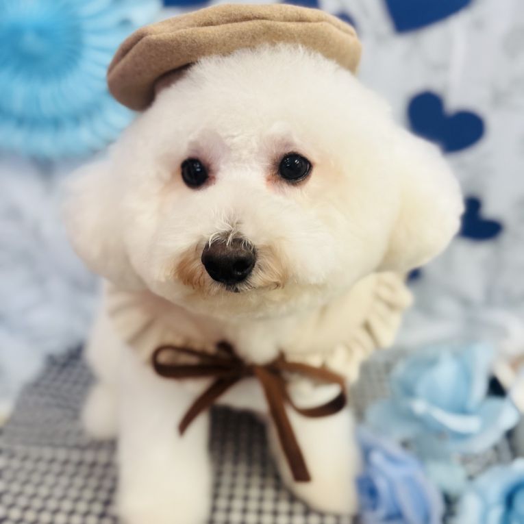 コロンちゃん