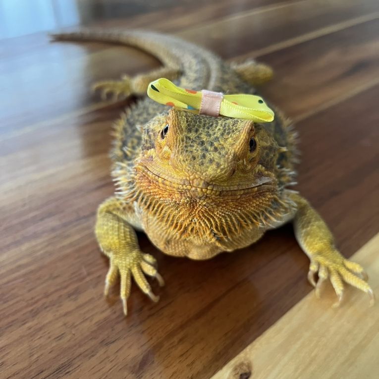 アゴちゃん