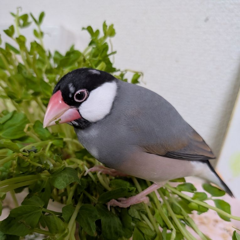 なつめちゃん