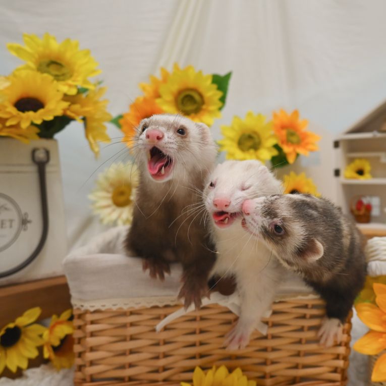 かるび&はらみ&とんとろちゃん