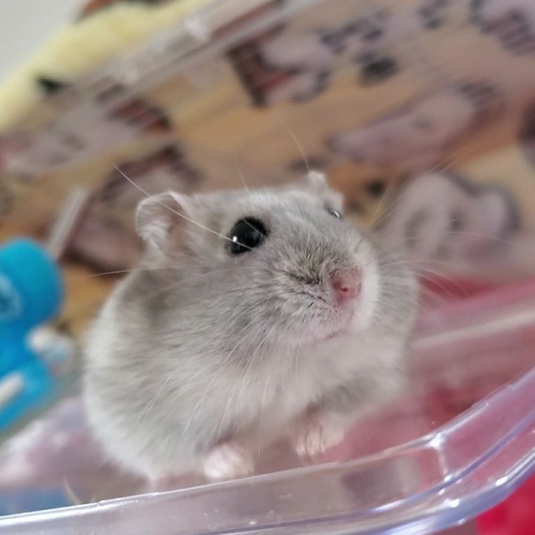 はむすけちゃん