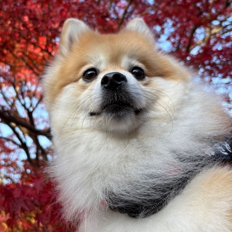 きぬちゃん