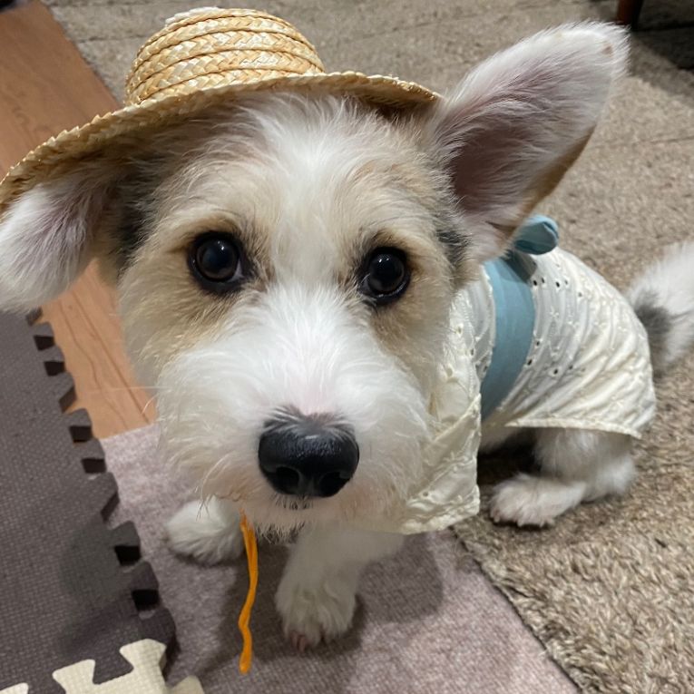 だいふくちゃん