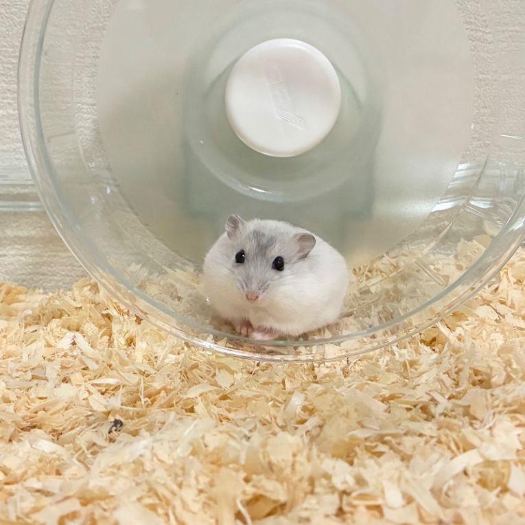 もちこちゃん