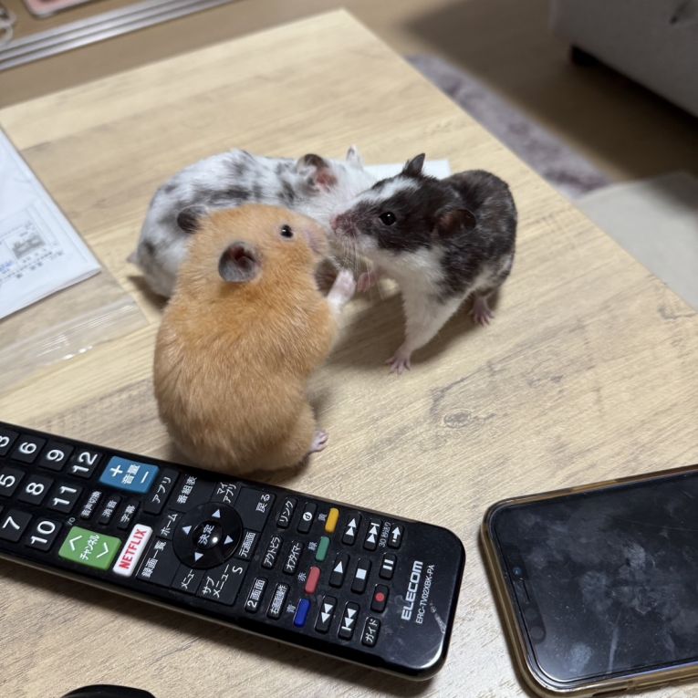 たろう、ごま、じっぴちゃん