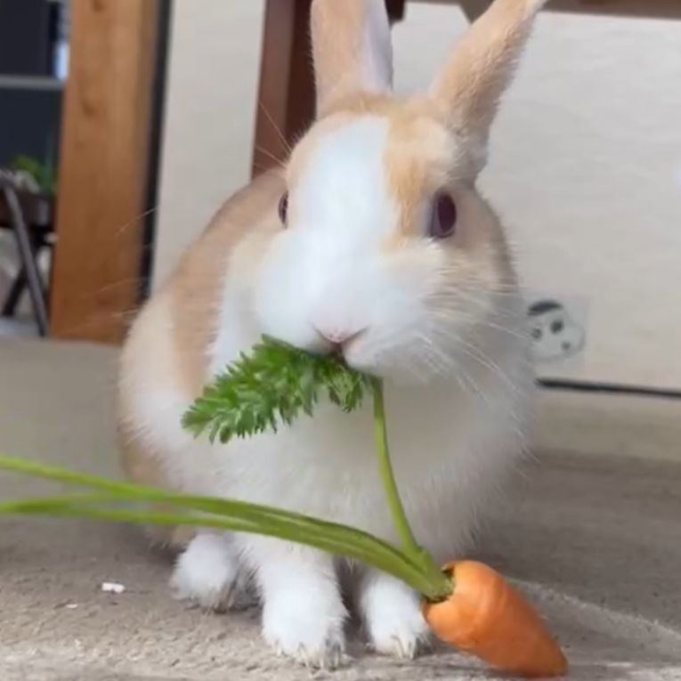 むぎちゃんちゃん