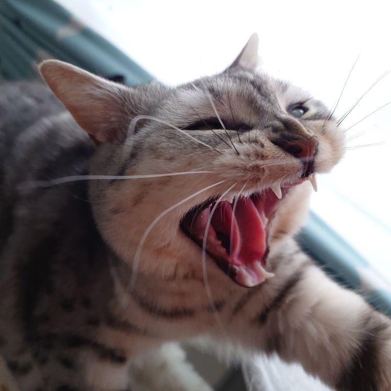 ベルちゃん