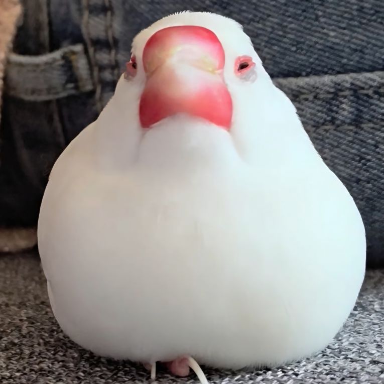 ぶんちゃん