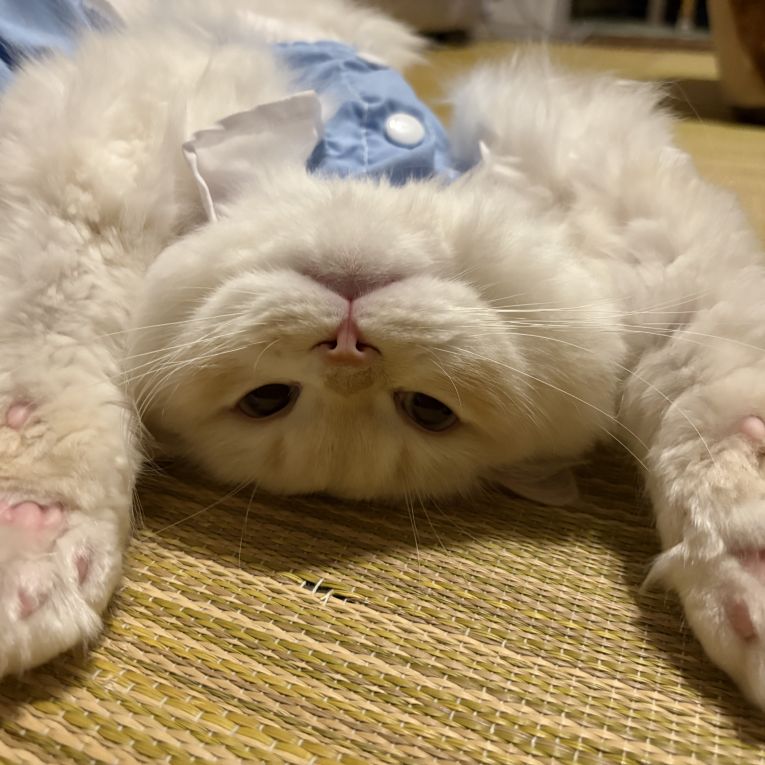 そるちゃん