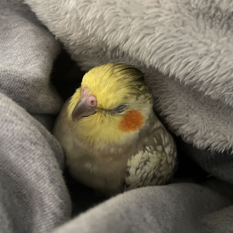 てっちゃんちゃん