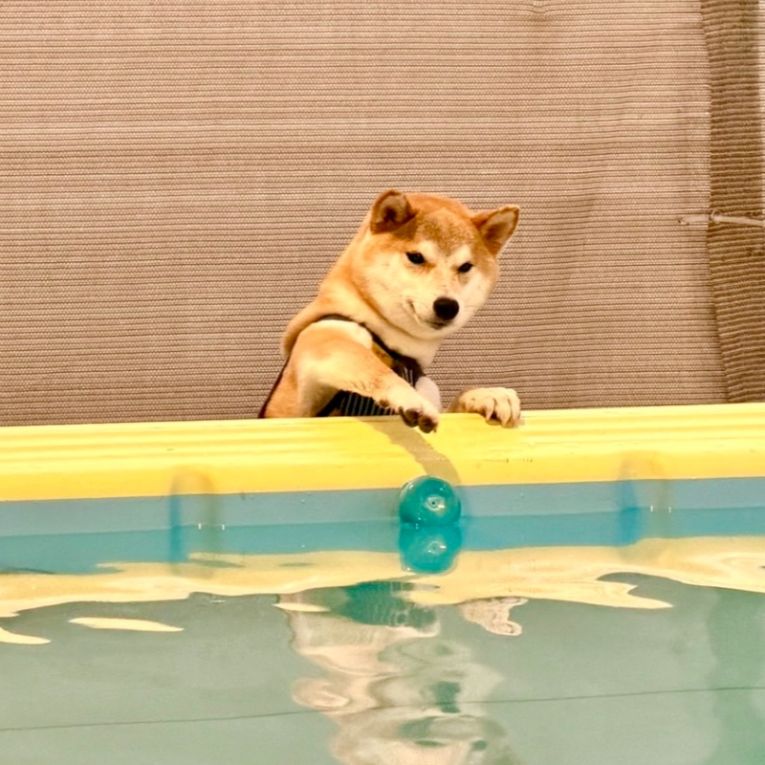 ゴンちゃん