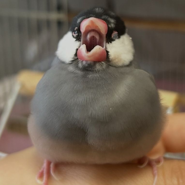 ここあちゃん