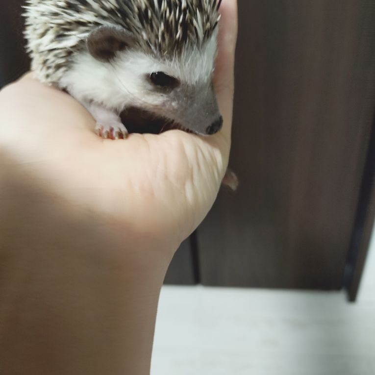 コテツちゃん