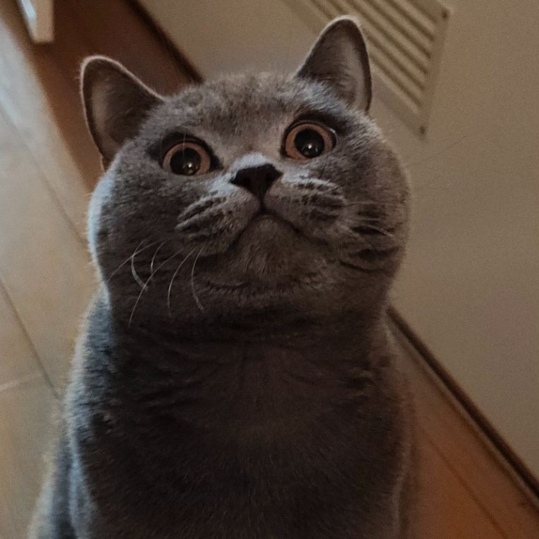 大福ちゃん