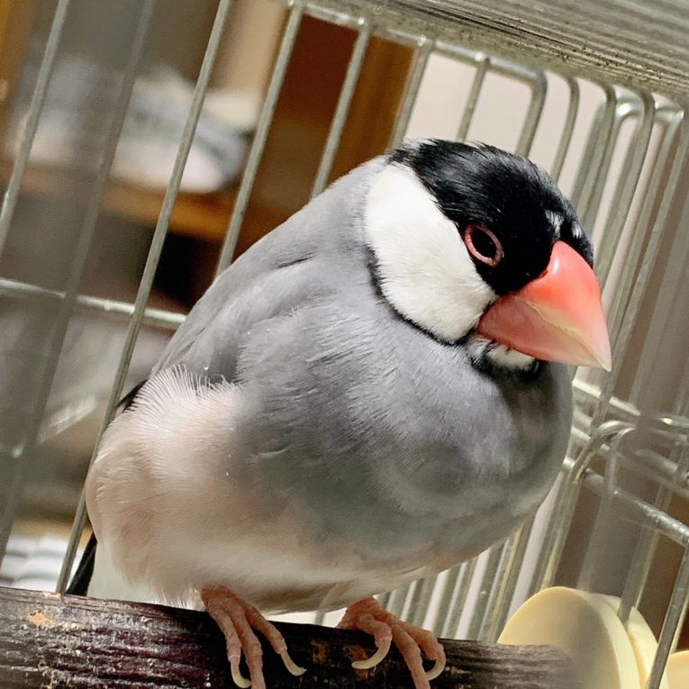ピーちゃん