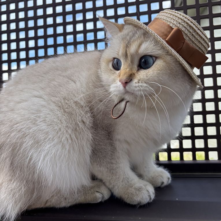 エルサちゃん