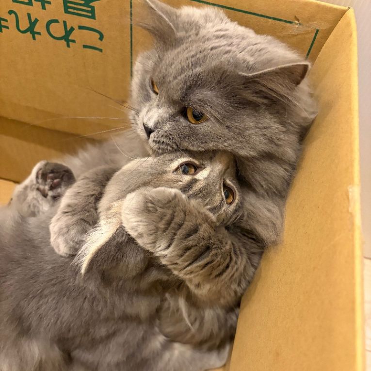カプ&ピノちゃん