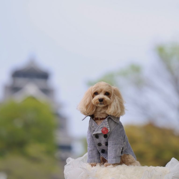 ラテちゃん