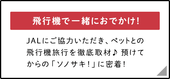 飛行機で一緒におでかけ！JALにご協力いただき、ペットとの飛行機旅行を徹底取材♪預けてからの「ソノサキ！」に密着！