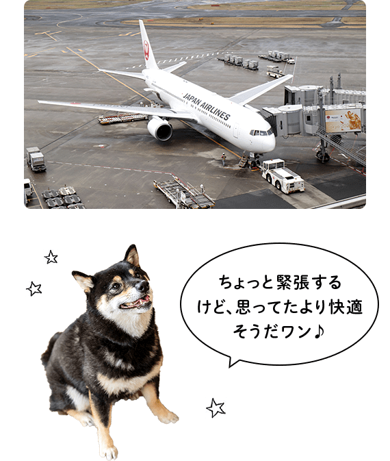 ちょっと緊張するけど、思ってたより快適そうだワン♪