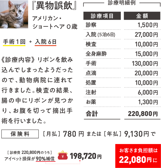 『異物誤飲』アメリカン・ショートヘア 0歳